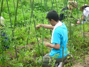 野菜の手入れ