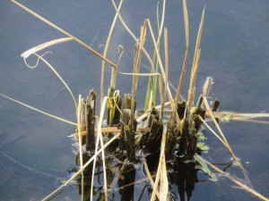 多年草化した稲の発芽